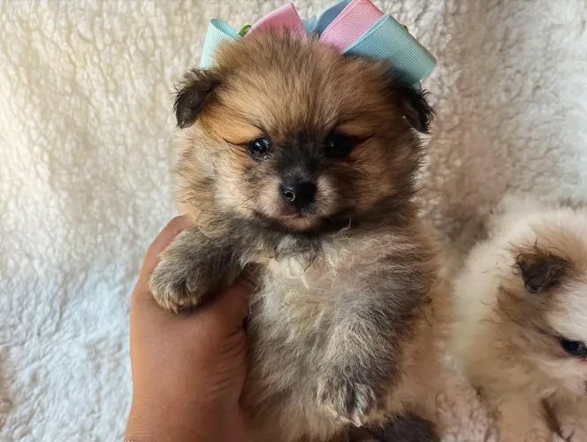 Filhote de Spitz Alemão o floquinho mais charmoso das quatro patas