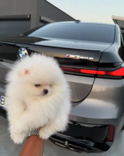 Cachorro Lulu da Pomerania com beleza exclusiva da raça