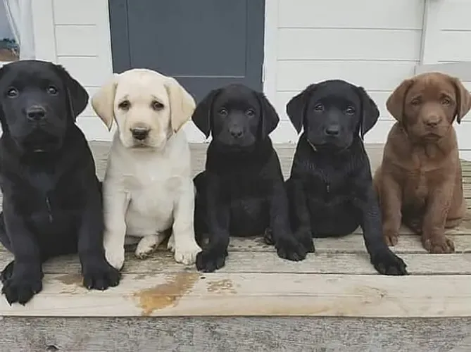 Labrador Companhia que enriquece os dias