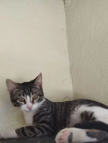Doação de uma linda gatinha !