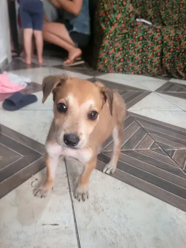 Cachorro 