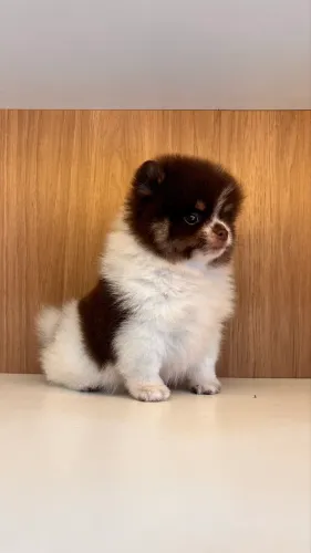 Filhotes Spitz Alemão Anão (Lulu da Pomerânia) Tricolor Chocolate MACHOS Disponíveis!