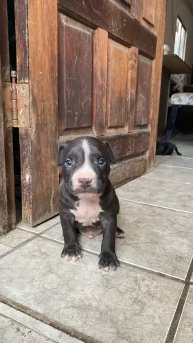 Filhotes de pitbull 