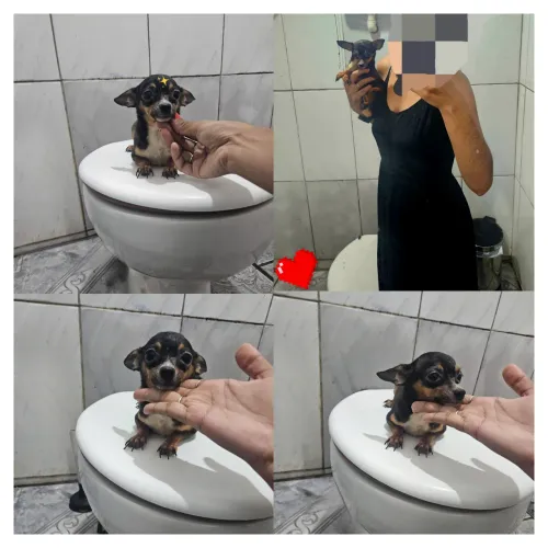 Pinscher macho 00 adulto