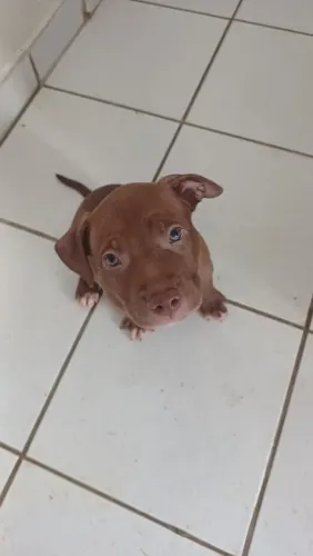 Filhote de pitbull puro