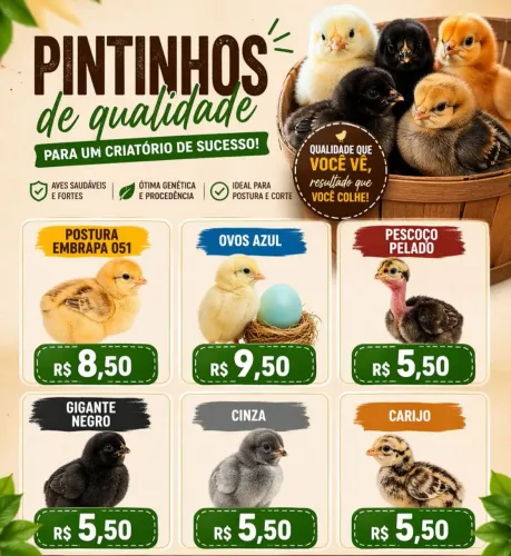 Pintinhos de poedeira Embrapa 051