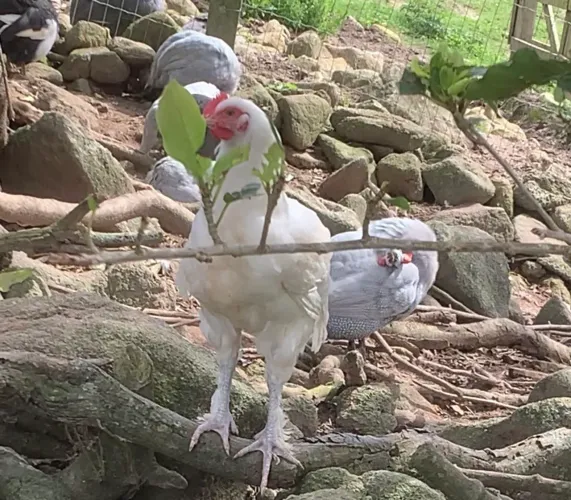 Vendo 1 frango 2 frangas 