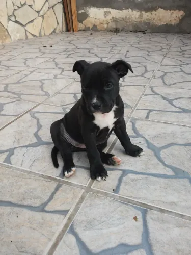 Cachorro pitbull fêmea 