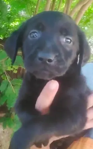 Labrador filhote disponivel