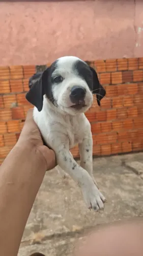 Doação de cachorrinhos