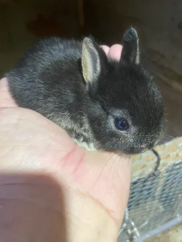 Coelho mini netherlad Darf