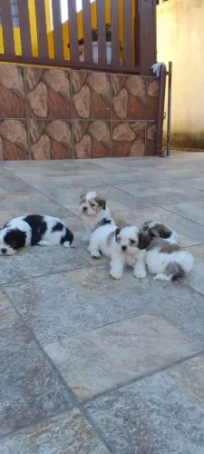 Filhotes de Shih Tzu