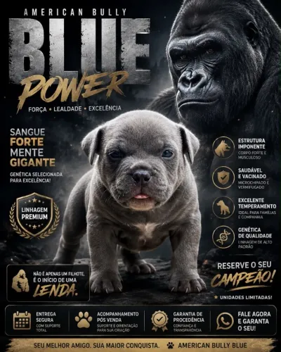American Bully