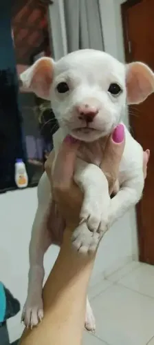 chihua x pinscher Respondo pelo 9.9751.6491 Entrega imediata Só paga ao receber o filhote
