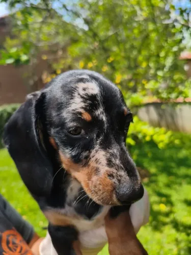 Teckel/Basset - personalidade única e encantadora