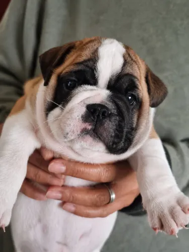 Bulldog Inglês filhotes á venda 