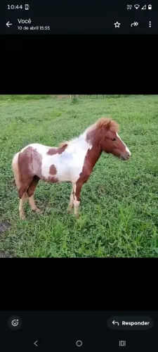 Pôneis a venda