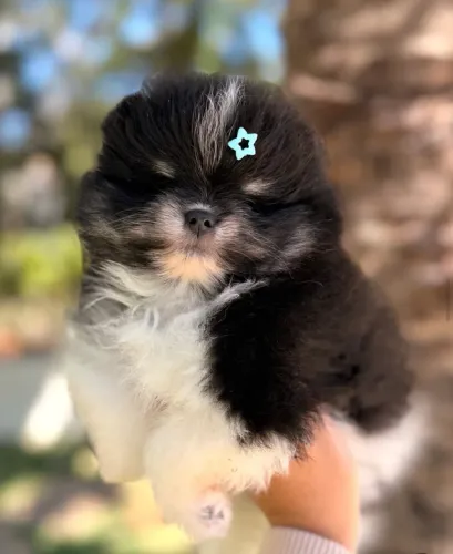 Lulu estilo urso zero focinho