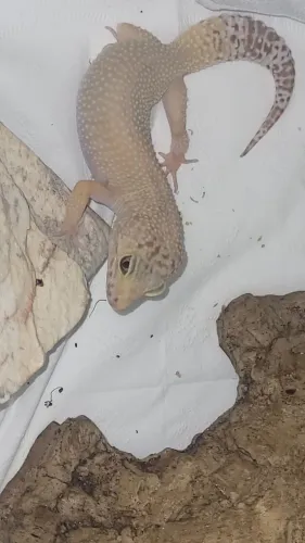 Gecko legalizado leopardo