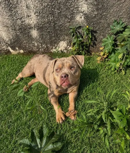 American Bully 