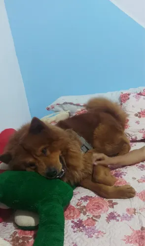 Chow-chow 100,00