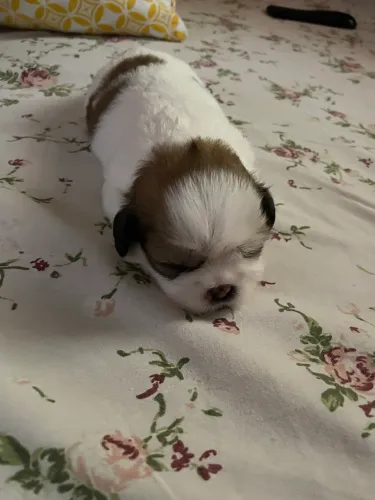 Cachorros shitszu disponíveis
