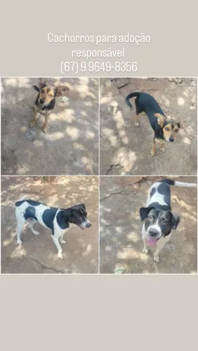 Cachorros para adoção responsável