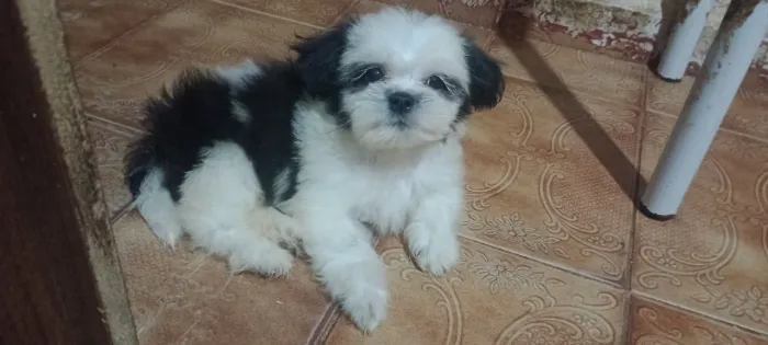 Pet animais de estimação 