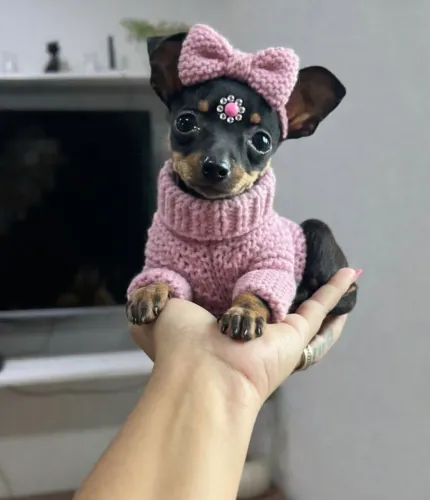 Pinscher de procedência: São n°0