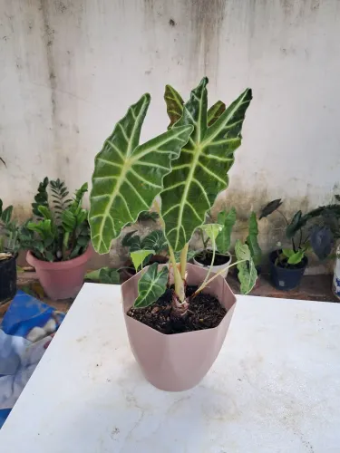 Planta 