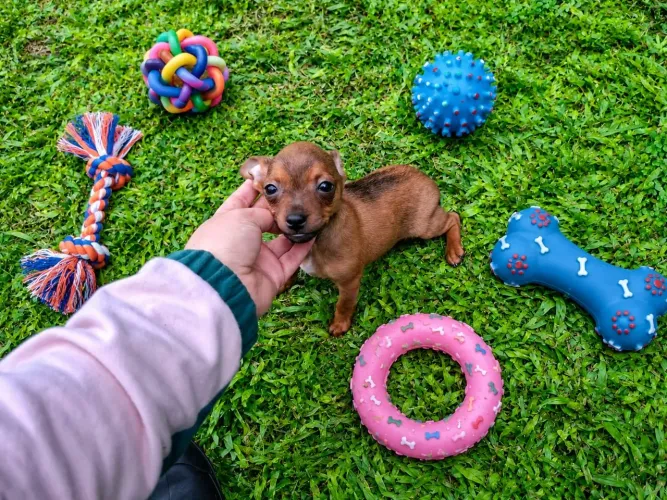 Pinscher machinho