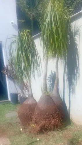 Vendo plantas