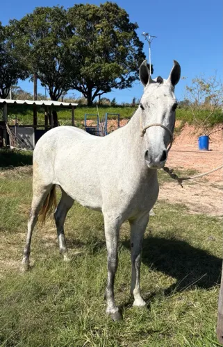 Égua mineira
