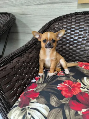 chihuahua femea PC