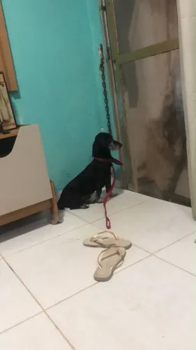 Doação raciado com Salsicha 