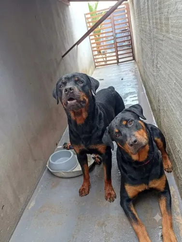Vendo casal de rottweiler