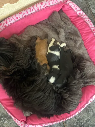 Filhote de shih tzu