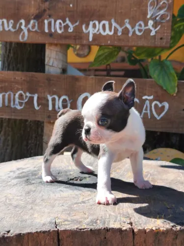 Boston Terrier fêmeas e machos 