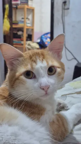 Gatinho para doação