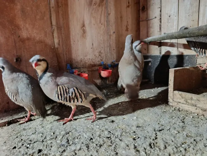 Perdiz chukar 