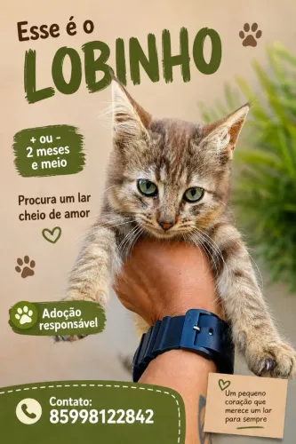 Gatos fofos pra adoção responsável 