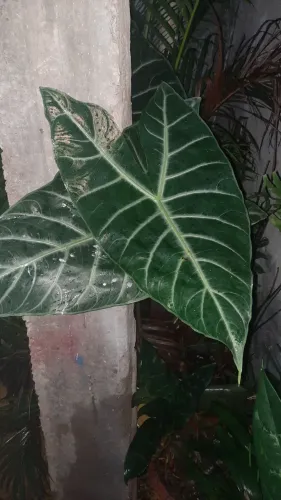 Planta Cara de Cavalo Gigante