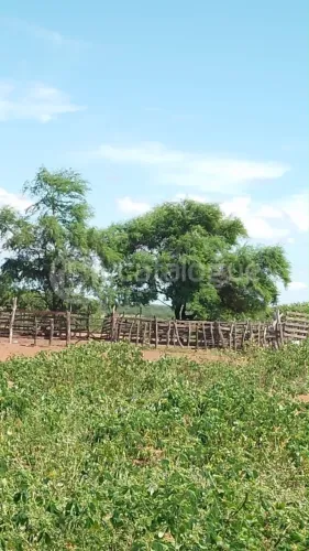 Fazenda em Afonso Bezerras 562 Ha