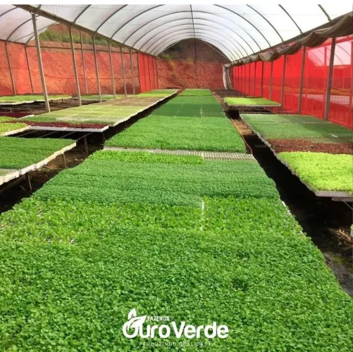 Distribuição de hortaliças verduras