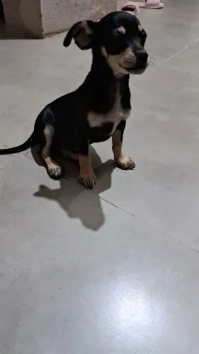 Cachorro pinscher