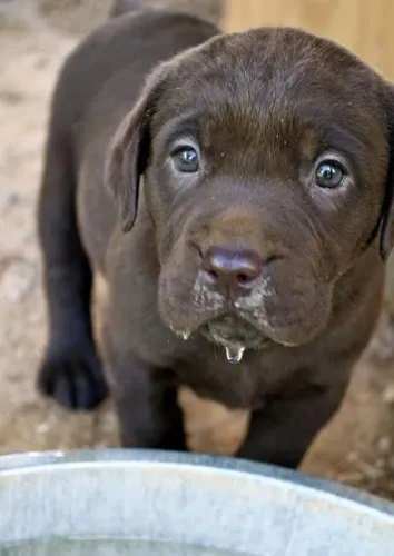 Labrador Um vínculo que cresce na constância