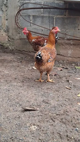Vendo galinha