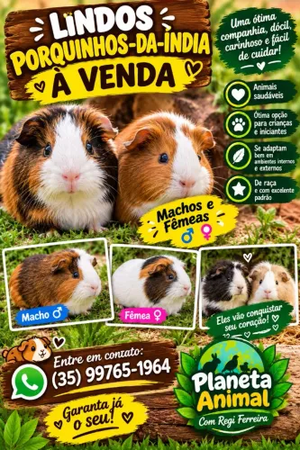 Disponível porquinhos da Índia 