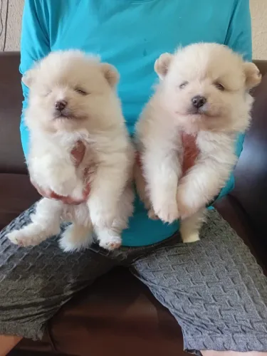 Spitz alemão conhecido como Lulu da Pomerania 
