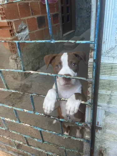 Filhote de Pitbull 